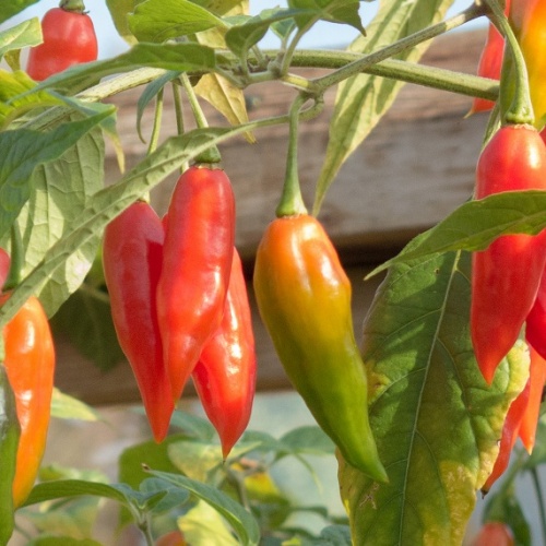 Chilli Paper Lantern